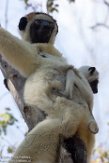 MG20161604 verreauxsifaka / Propithecus verreauxi