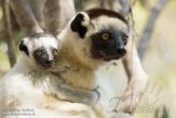 MG20161606 verreauxsifaka / Propithecus verreauxi