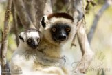 MG20161607 verreauxsifaka / Propithecus verreauxi