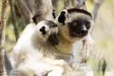 MG20161609 verreauxsifaka / Propithecus verreauxi