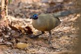 MG20161623 grote coua / Coua gigas