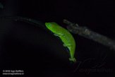 MG20160124 Perinet kameleon / Calumma gastrotaenia