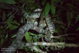 MG20160134 Madagaskar-hondskopboa / Sanzinia madagascariensis