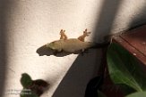 MG20161847 Phelsuma hielscheri