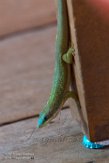 MG20162594 Phelsuma hielscheri