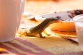 MG20162600 Phelsuma hielscheri