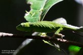 MG20160839 Perinet kameleon / Calumma gastrotaenia