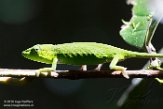 MG20160841 Perinet kameleon / Calumma gastrotaenia