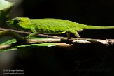 MG20160846 Perinet kameleon / Calumma gastrotaenia