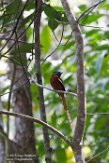 MG20160862 Madagaskarparadijsmonarch / Terpsiphone mutata