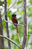 MG20160864 Madagaskarparadijsmonarch / Terpsiphone mutata