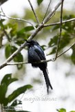 MG20160871 kuifdrongo / Dicrurus forficatus