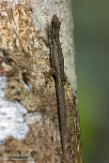 MG20160877 tiny scaled gecko / lygodactylus bivittis