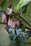 MG20161002 Boophis madagascariensis