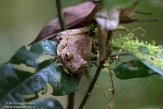 MG20161003 Boophis madagascariensis