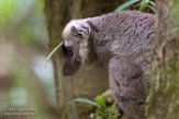 MG20161013 roodvoorhoofdmaki / Eulemur rufifrons