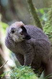 MG20161024 roodvoorhoofdmaki / Eulemur rufifrons