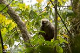 MG20161037 roodvoorhoofdmaki / Eulemur rufifrons