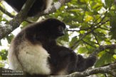 MG20161059 Milne-Edwards' sifaka / Propithecus edwardsi