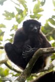 MG20161063 Milne-Edwards' sifaka / Propithecus edwardsi