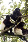 MG20161067 Milne-Edwards' sifaka / Propithecus edwardsi