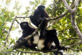 MG20161072 Milne-Edwards' sifaka / Propithecus edwardsi