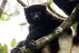 MG20161074 Milne-Edwards' sifaka / Propithecus edwardsi