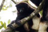 MG20161080 Milne-Edwards' sifaka / Propithecus edwardsi