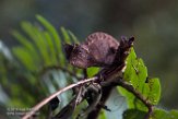 MG20161289 wenkbrauwkameleon / Brookesia superciliaris