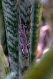 MG20162209 Phelsuma borai