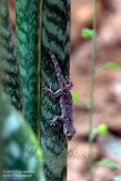 MG20162215 Phelsuma borai