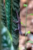 MG20162216 Phelsuma borai