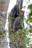 MG20162290 roodstaartwezelmaki / Lepilemur ruficaudatus