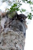 MG20162297 roodstaartwezelmaki / Lepilemur ruficaudatus