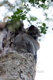 MG20162300 roodstaartwezelmaki / Lepilemur ruficaudatus