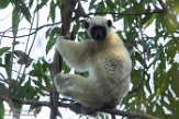 MG20162302 Von der Deckens sifaka / Propithecus deckenii