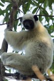 MG20162306 Von der Deckens sifaka / Propithecus deckenii