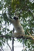 MG20162321 Von der Deckens sifaka / Propithecus deckenii