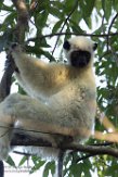 MG20162324 Von der Deckens sifaka / Propithecus deckenii