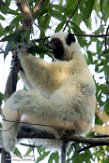 MG20162325 Von der Deckens sifaka / Propithecus deckenii