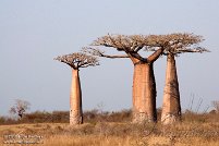 Baobab Avenue