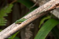 Ivoloina Parc Zoologique, Tamatave