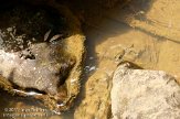 ASM02110274 Iberische groene kikker / Pelophylax perezi