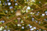 ASM02110291 vink / Fringilla coelebs