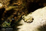 ASM02110301 Iberische groene kikker / Pelophylax perezi