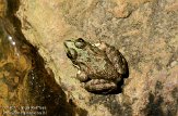 ASM02110305 Iberische groene kikker / Pelophylax perezi