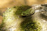 ASM02110307 Iberische groene kikker / Pelophylax perezi
