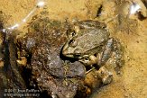 ASM02110308 Iberische groene kikker / Pelophylax perezi