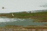 ASM05110952 kleine zilverreiger / Egretta garzetta