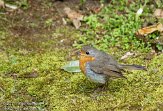 ASM05111011 roodborstje / Erithacus rubecula